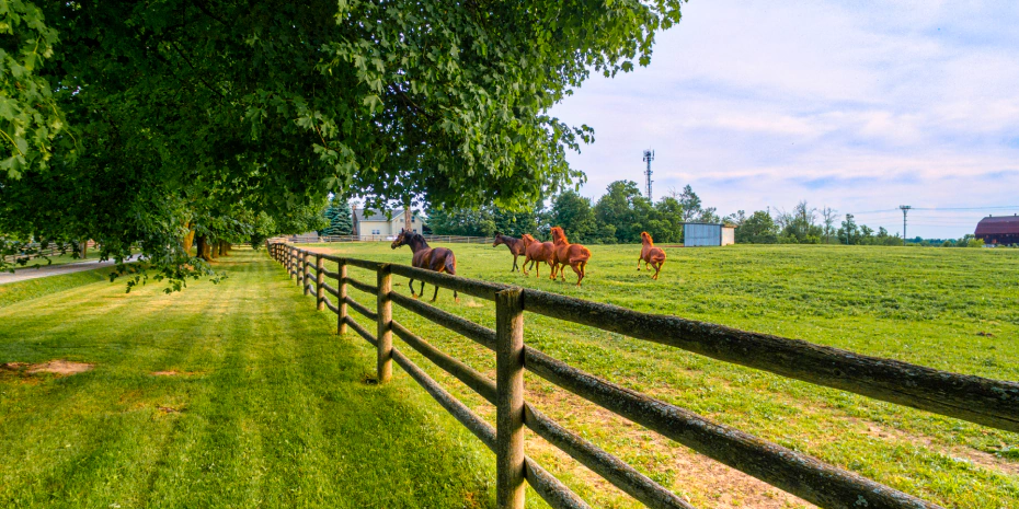 wood fence with horses farm